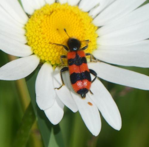 Réf. 359 260 : Trichodes apiarius