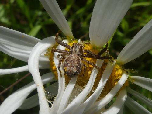 Réf. 359 328 : Xysticus sp.