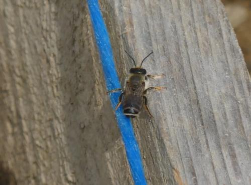 Réf. 359 709 : Megachile ericetorum