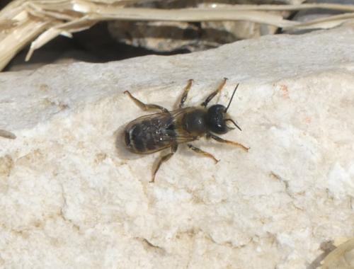 Réf. 359 826 : Megachile ericetorum