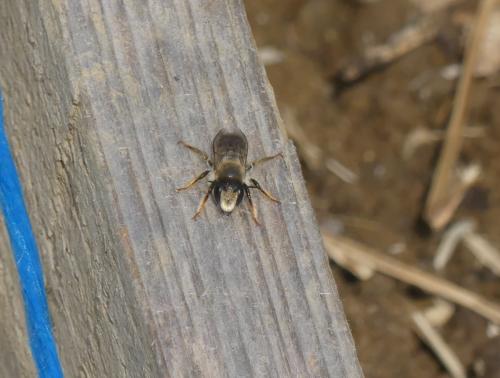 Réf. 359 710 : Megachile ericetorum