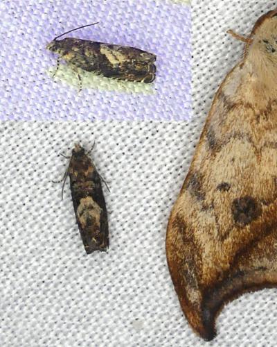Réf. 359 464 : Pammene sp.