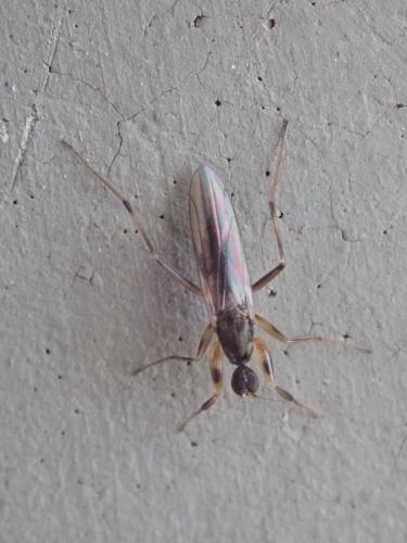 Réf. 359 020 : Tachypeza nubila