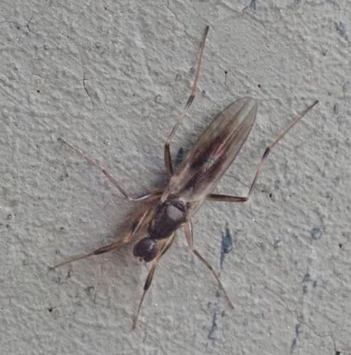 Tachypeza nubila
