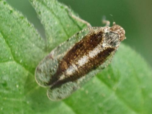 Réf. 359 267 : Tachycixius pilosus