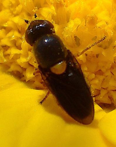 Réf. 359 393 : Capnoptera sp.