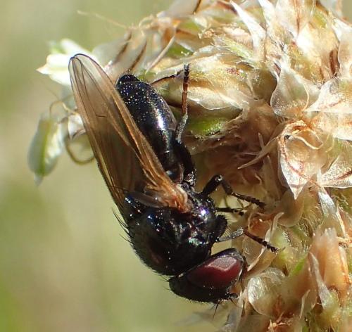 Réf. 359 439 : Dasiops sp.