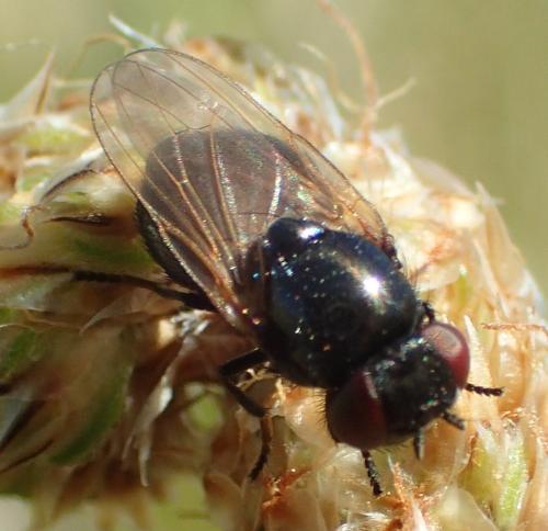 Dasiops sp.