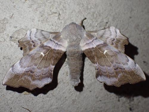 Réf. 359 116 : Laothoe populi