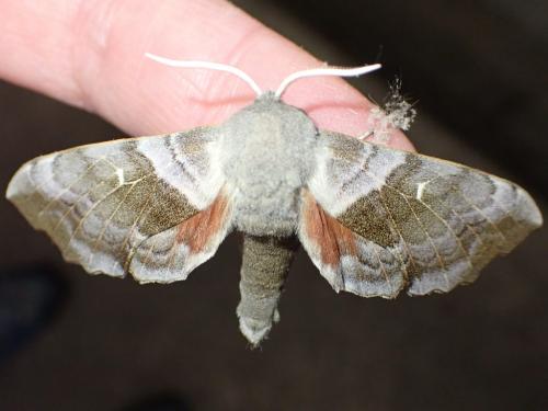 Réf. 359 117 : Laothoe populi