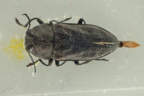 Réf. 359 057 : Anthaxia rugicollis