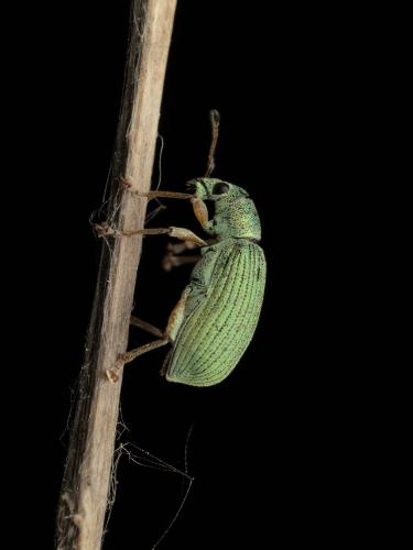 Réf. 359 164 : Polydrusus formosus