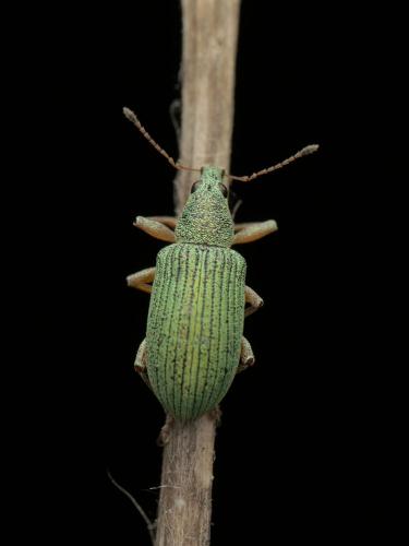 Réf. 359 165 : Polydrusus formosus