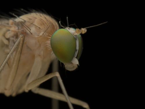 Neurigona quadrifasciata