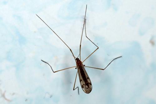 Neolimonia dumetorum
