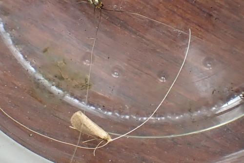 Réf. 359 491 : Nematopogon metaxella