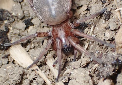 Réf. 359 297 : Drassodes sp.