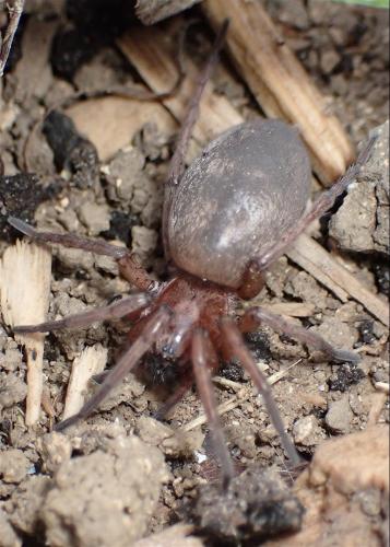 Réf. 359 296 : Drassodes sp.