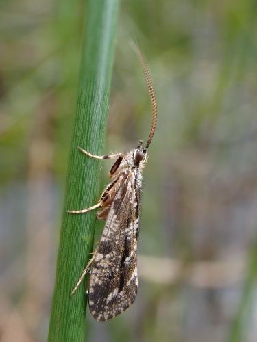 Trichostegia minor