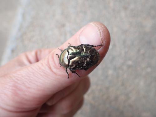 Réf. 359 873 : Potosia cuprea bourgini
