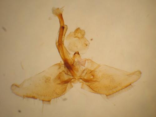 Réf. 359 493 : Nematopogon metaxella