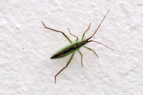 Réf. 359 736 : Notostira sp.