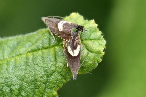 Dichrorampha petiverella