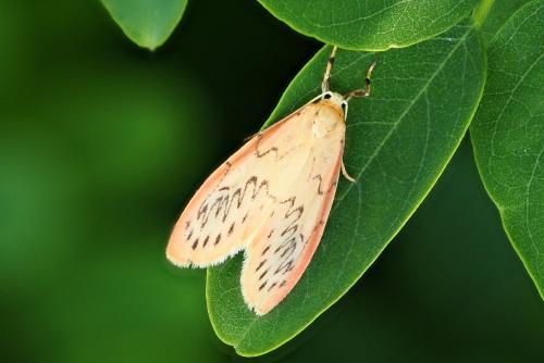 Réf. 359 960 : Miltochrista miniata