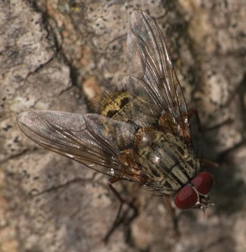 Réf. 359 190 : Phaonia valida