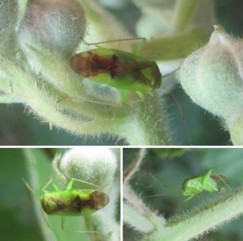 Lygocoris viridis