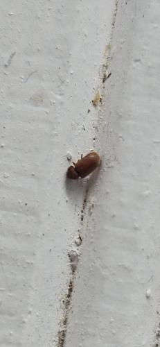 Réf. 359 738 : Stegobium paniceum