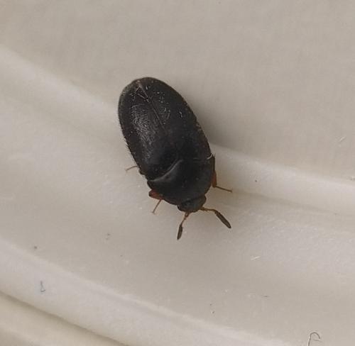 Réf. 359 838 : Attagenus sp.
