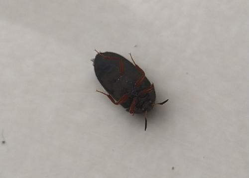 Réf. 359 839 : Attagenus sp.