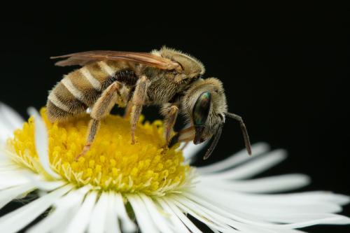 Réf. 359 383 : Seladonia subaurata