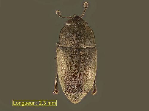 Afrogethes planiusculus