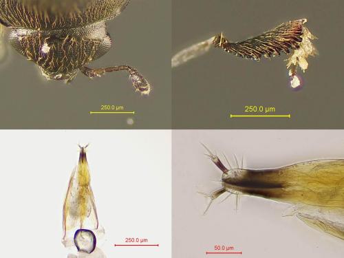 Afrogethes planiusculus