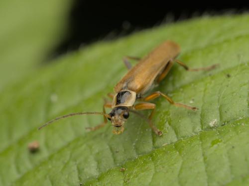 Réf. 359 336 : Cantharis decipiens