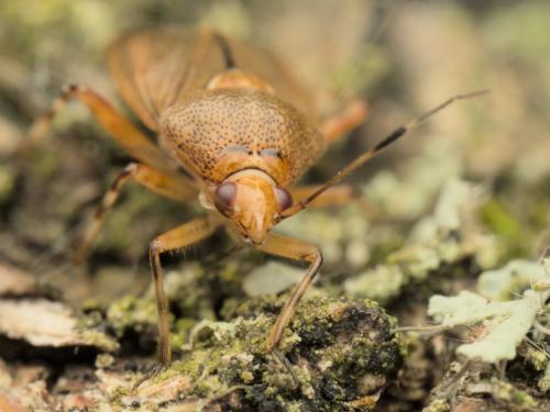 Réf. 359 567 : Deraeocoris flavilinea