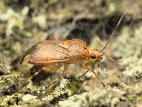 Réf. 359 568 : Deraeocoris flavilinea
