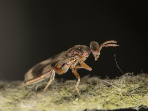 Cleonymus laticornis