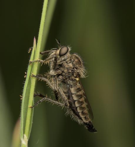 Réf. 359 591 : Dysmachus trigonus