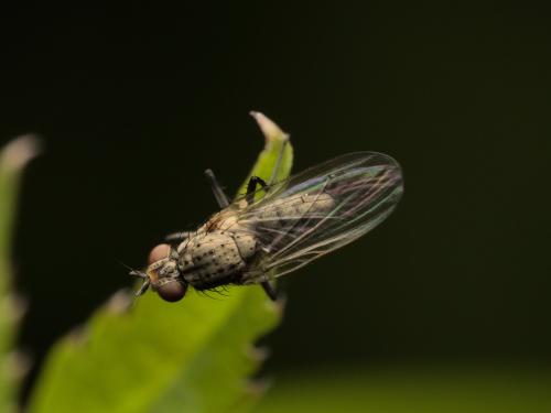 Réf. 359 675 : Anthomyiinae inconnu