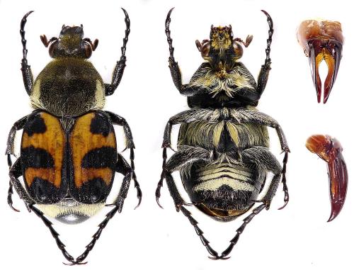 Réf. 359 008 : Trichius sp.