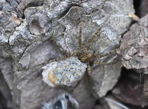 Réf. 359 594 : Pardosa sp.
