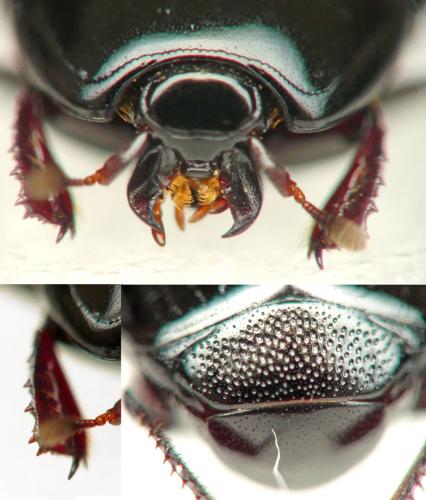 Réf. 359 582 : Atholus corvinus