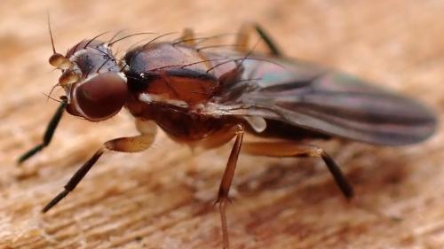 Réf. 359 333 : Clusiodes albimanus