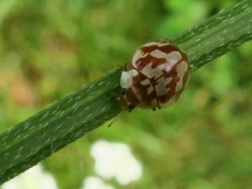 Myrrha octodecimguttata