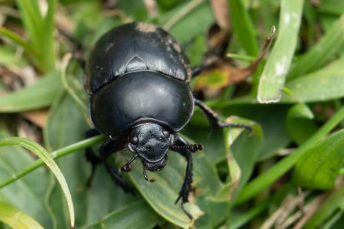 Réf. 359 391 : Trypocopris pyrenaeus