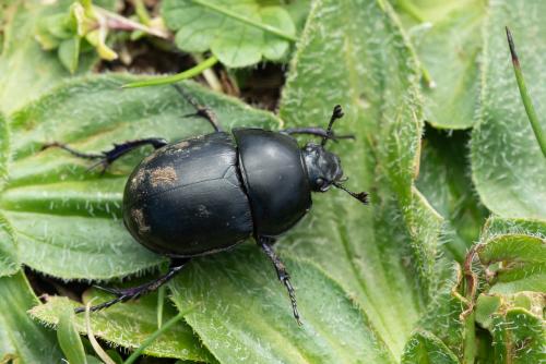Réf. 359 390 : Trypocopris pyrenaeus