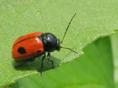 Réf. 359 964 : Cryptocephalus bipunctatus